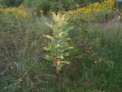 Asclepias syriaca
