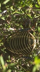 Polyzosteria mitchelli