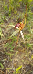 Caladenia strigosa