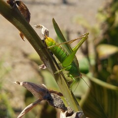 Conocephalini