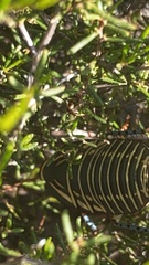 Polyzosteria mitchelli