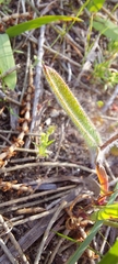 Caladenia strigosa