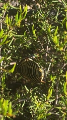 Polyzosteria mitchelli