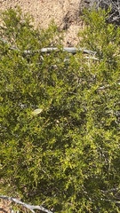 Polyzosteria mitchelli