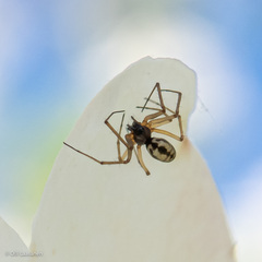 Microlinyphia pusilla