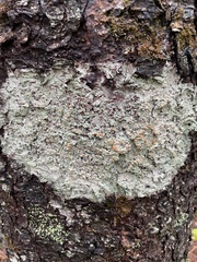 Lecanora thysanophora