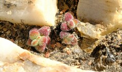 Crassula hirtipes