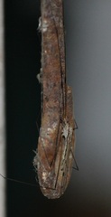 Insecta