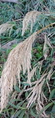 Arundo formosana