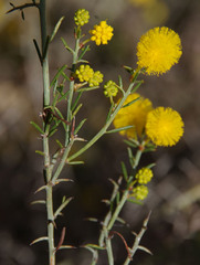 Acacia ulicina