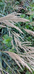Arundo formosana