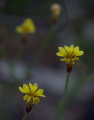 Goodenia berardiana