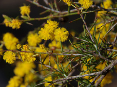 Acacia acuaria