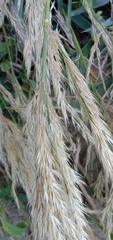 Arundo formosana