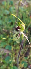 Caladenia verrucosa