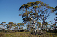 Eucalyptus salmonophloia
