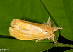 Euproctis taiwana