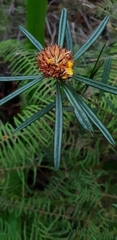 Pultenaea rosmarinifolia