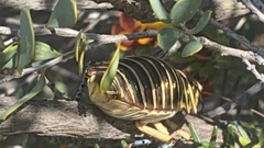 Polyzosteria mitchelli