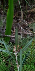 Pultenaea rosmarinifolia