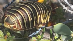 Polyzosteria mitchelli