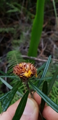 Pultenaea rosmarinifolia