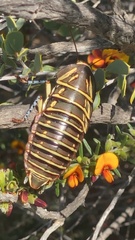 Polyzosteria mitchelli