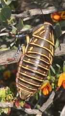 Polyzosteria mitchelli