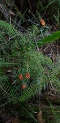 Pultenaea rosmarinifolia