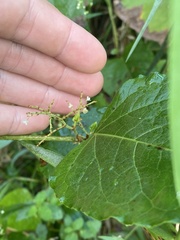 Reynoutria sachalinensis
