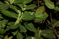 Psychotria loniceroides