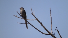 Muscipipra vetula