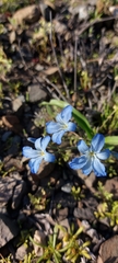 Zephyra elegans