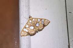 Glyphodes canthusalis