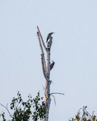 Dendrocopos leucotos