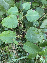 Reynoutria sachalinensis