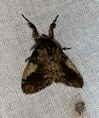 Dasychira meridionalis