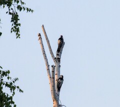 Dendrocopos leucotos