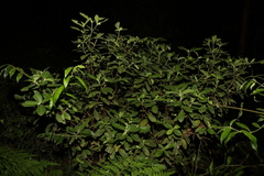 Psychotria loniceroides
