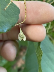 Reynoutria sachalinensis