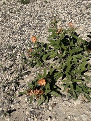 Sphaeralcea hastulata