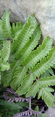 Pteris