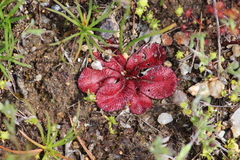 Drosera rosulata