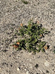 Sphaeralcea hastulata