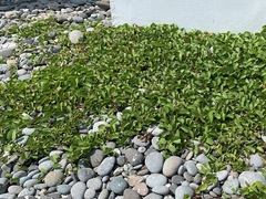 Ipomoea pes-caprae brasiliensis