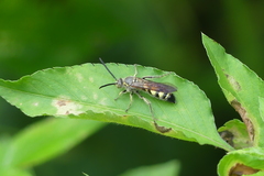 Campsomerinae