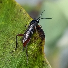 Exetastes adpressorius