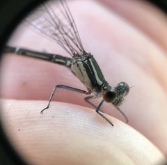 Argia translata