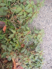 Amaranthus deflexus