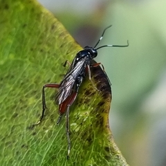 Exetastes adpressorius